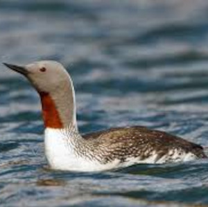 Gavia stellata Pontop